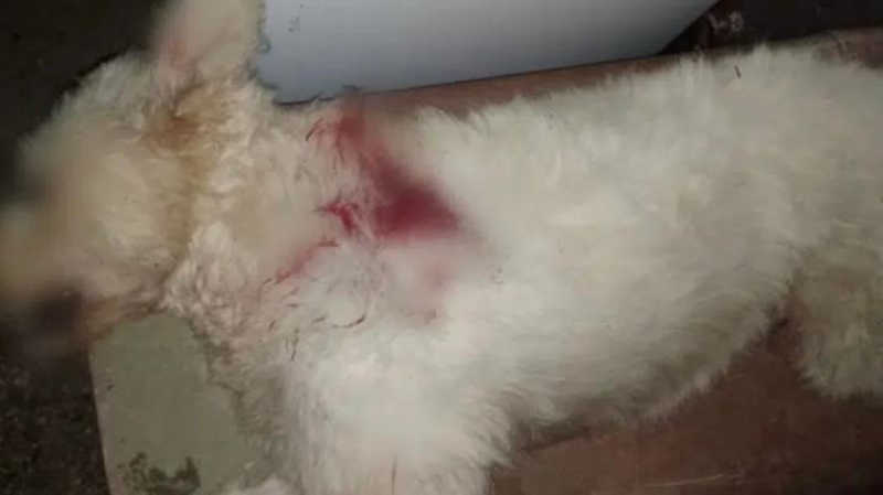 Homem mata cadela a tiros após se irritar com latidos no interior do Amazonas