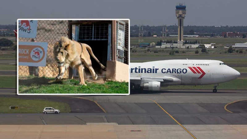 Avião Boeing 747 decola com cinco leões na cabine principal por um nobre motivo