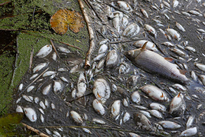“Peixes mortos por todos os lados” em rio entre a Alemanha e a Polônia