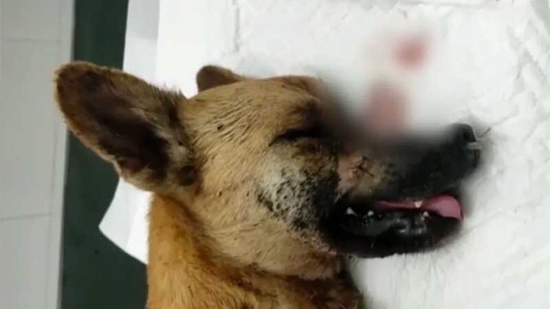 Cadela é atacada com golpes de facão e tem patas e focinho cortados — Foto: redes sociais