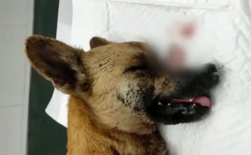 Cadela é atacada com golpes de facão e tem patas e focinho cortados na BA; suspeito é denunciado por maus-tratos