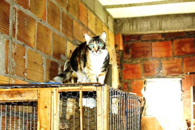 Com 55 gatos em casa, voluntária pede doações para construir gatil