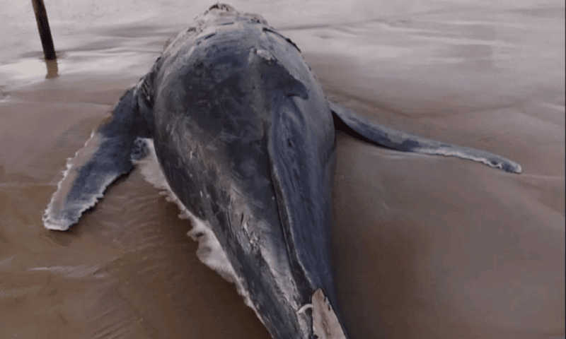 Filhote de baleia-jubarte é encontrado morto em praia de Ilhéus, na Bahia