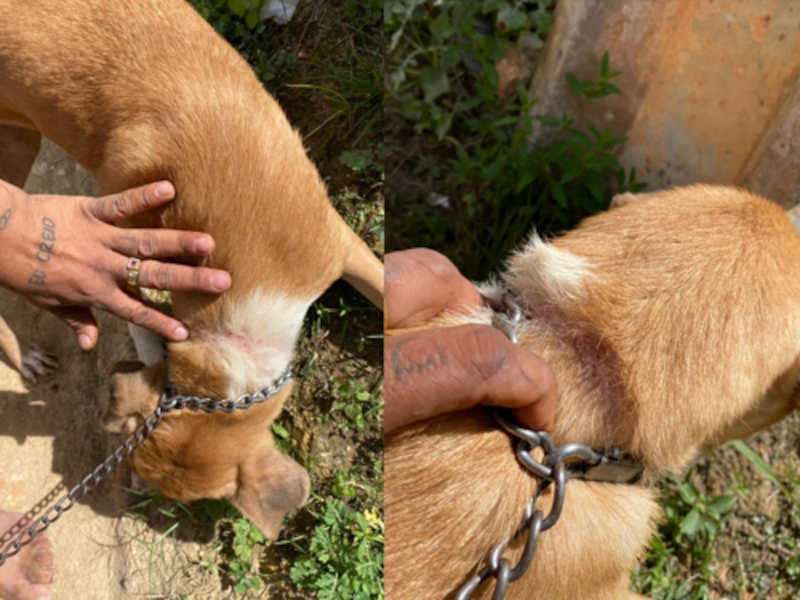 Cadela que vivia acorrentada é resgatada dos maus-tratos em Ipiaú, BA