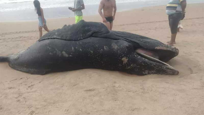 Filhote de baleia é encontrado morto na praia de Ipitanga, BA