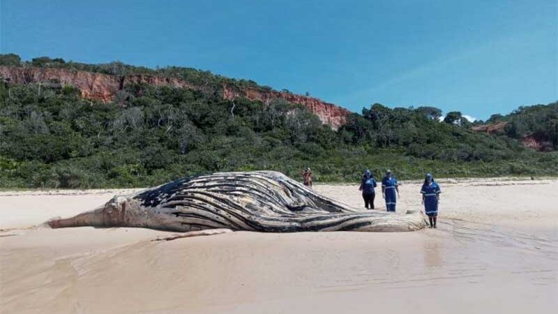 Duas baleias são encontradas encalhadas, em uma semana, no litoral sul de Porto Seguro, BA