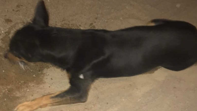 Cachorros são mortos por envenenamento em Quixabeira