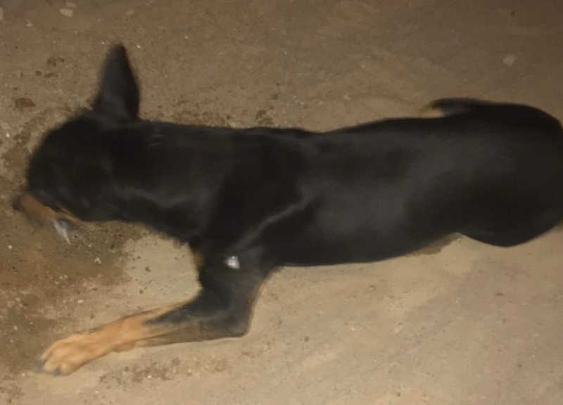 Cachorros são mortos por envenenamento em Quixabeira, BA