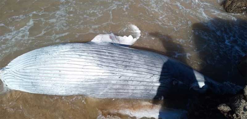 Filhote de baleia é encontrado morto em praia do Rio Vermelho, em Salvador, BA