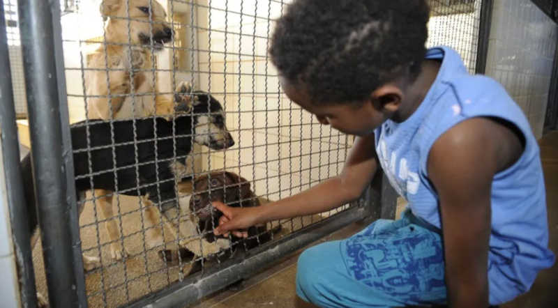 Brasil tem quase 185 mil animais resgatados por ONGs, diz instituto