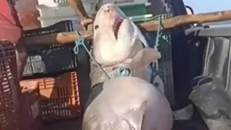 Tubarão-tigre é morto por pescadores no Ceará e imagens repercutem nas redes sociais