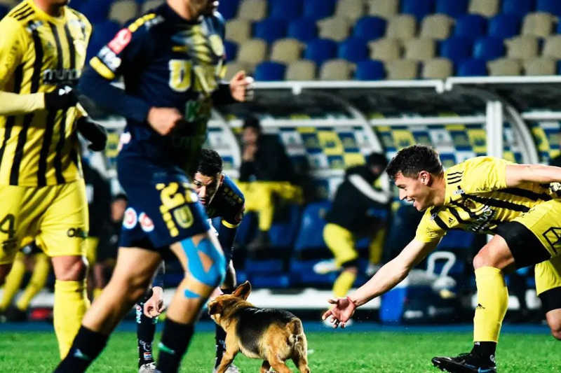 Cachorro invade campo em jogo no Chile e deixa ‘presentinho’ para goleiro; VÍDEO