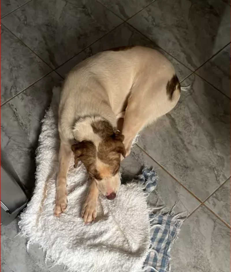 Cachorro de Anna Henrique não comeu carne supostamente envenenada, no DF — Foto: Arquivo pessoal