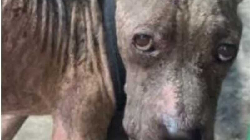 Cachorro vítima de maus-tratos regstadado pelos policiais (Foto: Divulgação)