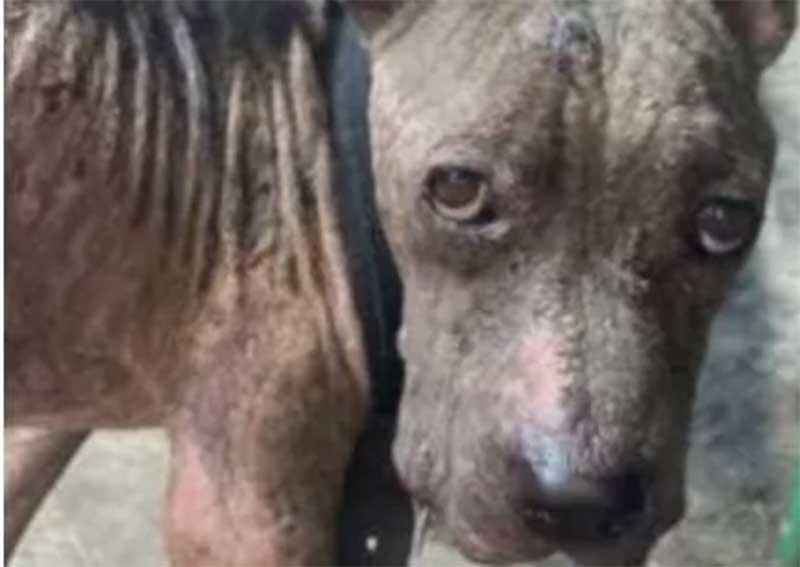 Cachorro vítima de maus-tratos é resgatado no Cidade Satélite, em Boa Vista, RR