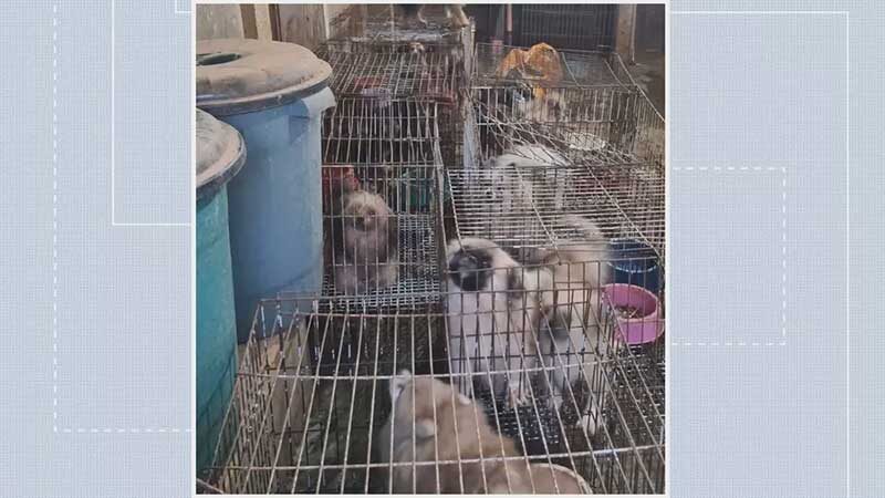 Animais em situação de maus-tratos são resgatados, no DF — Foto: Reprodução