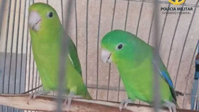 Polícia Ambiental resgata 29 pássaros silvestres no Recanto das Emas, no DF