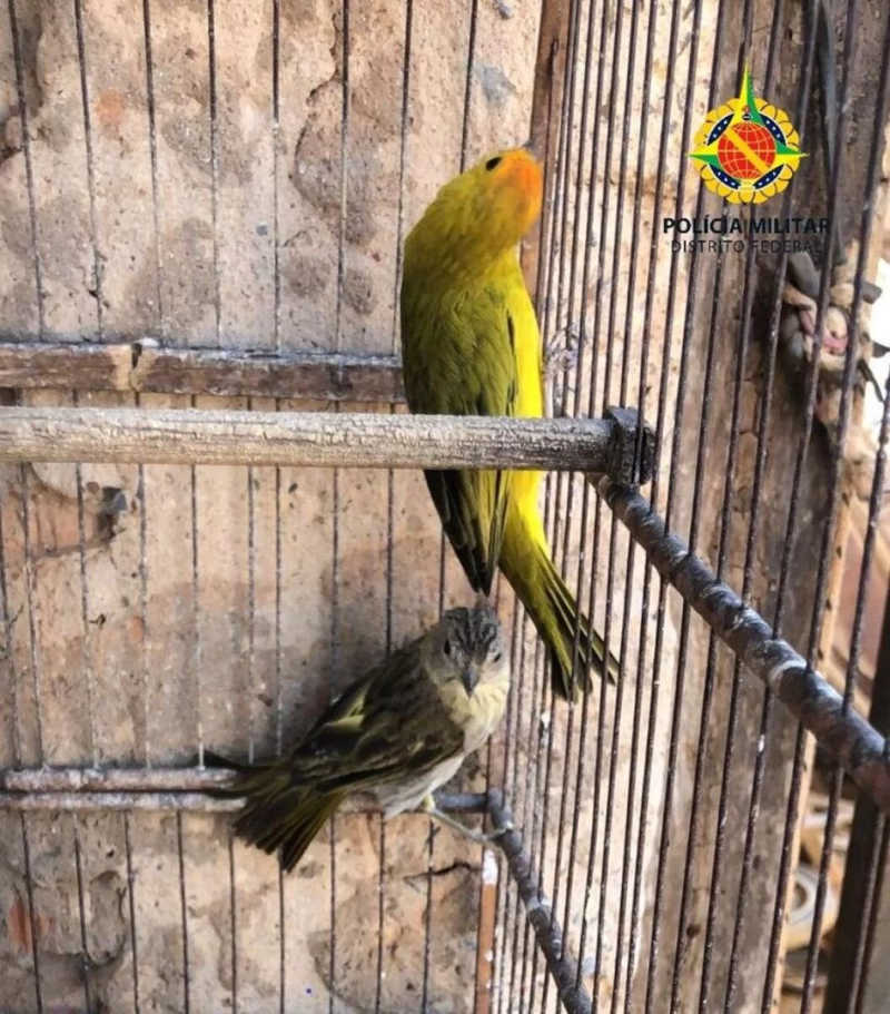 Polícia Ambiental resgata 29 pássaros silvestres no DF. (foto: Divulgação/PMDF)
