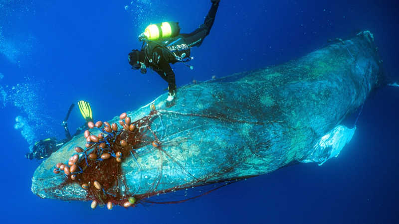 Baleia-jubarte presa em rede de pesca é salva por mergulhadores em operação delicada; VÍDEO
