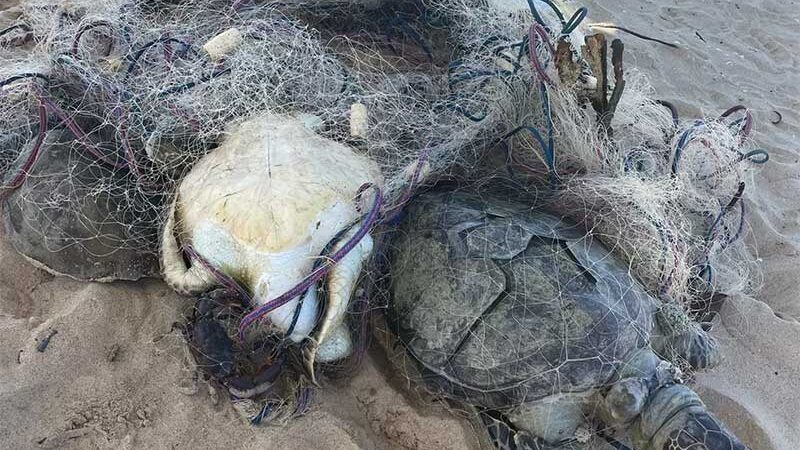 Tartarugas foram encontradas mortas em rede de pesca em Vitória