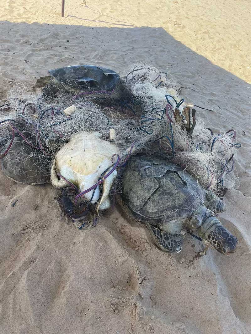 Vídeo: tartarugas são encontradas mortas presas a rede de pesca em Vitória, ES