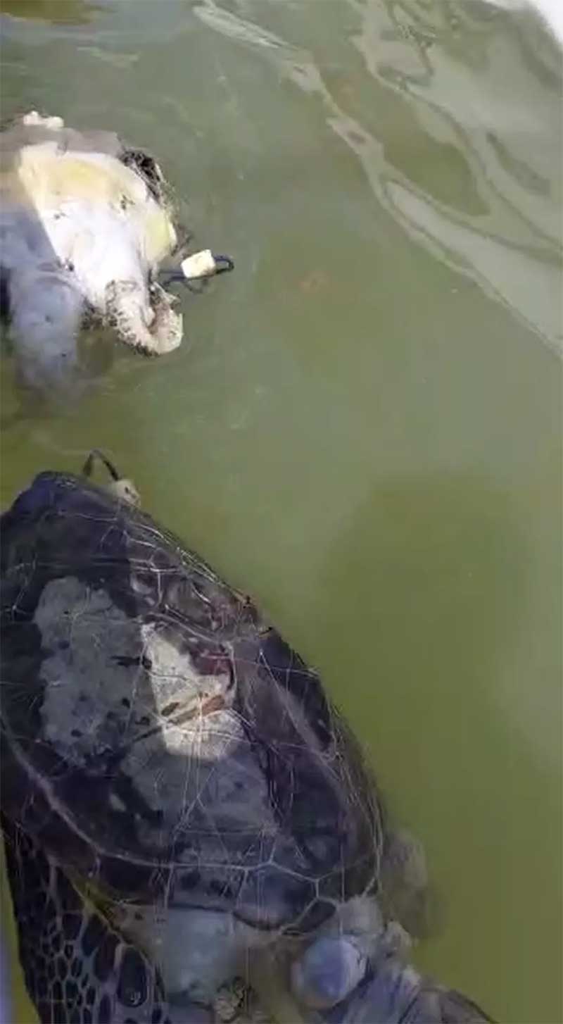Tartarugas estavam presas em rede de pesca — Foto: Reprodução