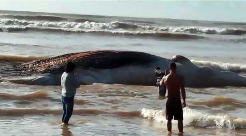 Mais uma baleia é encontrada morta em praia da Serra, ES; VÍDEO