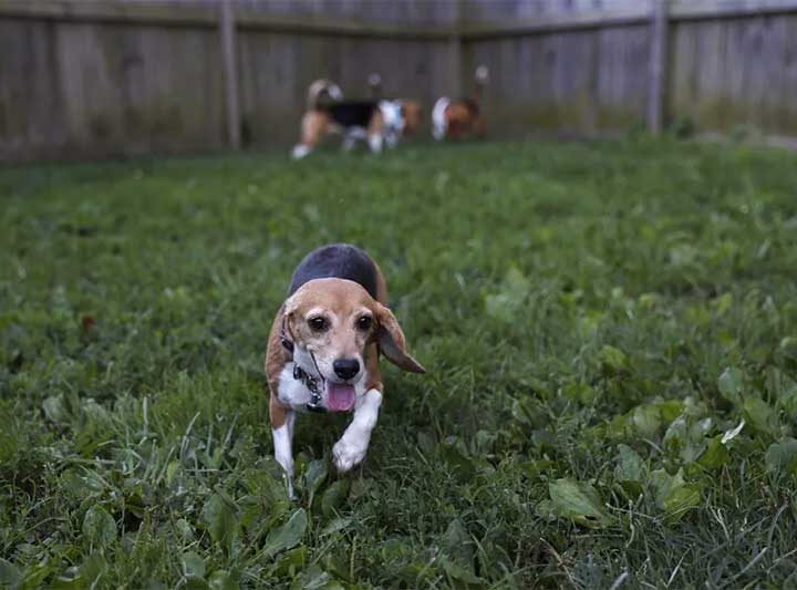 Beagle brinca em gramado nos EUA — Foto: Anna Moneymaker / GETTY IMAGES NORTH AMERICA / Getty Images via AFP