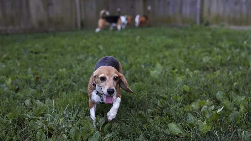 Beagle brinca em gramado nos EUA — Foto: Anna Moneymaker / GETTY IMAGES NORTH AMERICA / Getty Images via AFP
