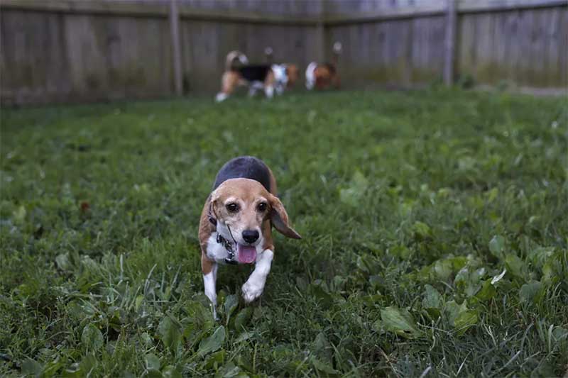 4 mil beagles resgatados nos EUA esperam por adoção