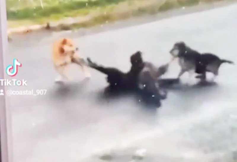 Vídeo flagra momento dramático em que cachorro intervém rapidamente para salvar cão de ataque fatal de águia; assista