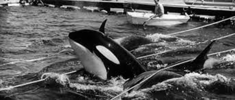 Seaworld: um longo histórico de maus-tratos aos animais
