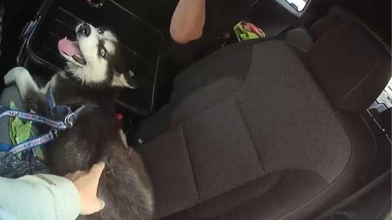 Husky siberiano com focinho amarrado é resgatado de carro com temperaturas acima de 40°c