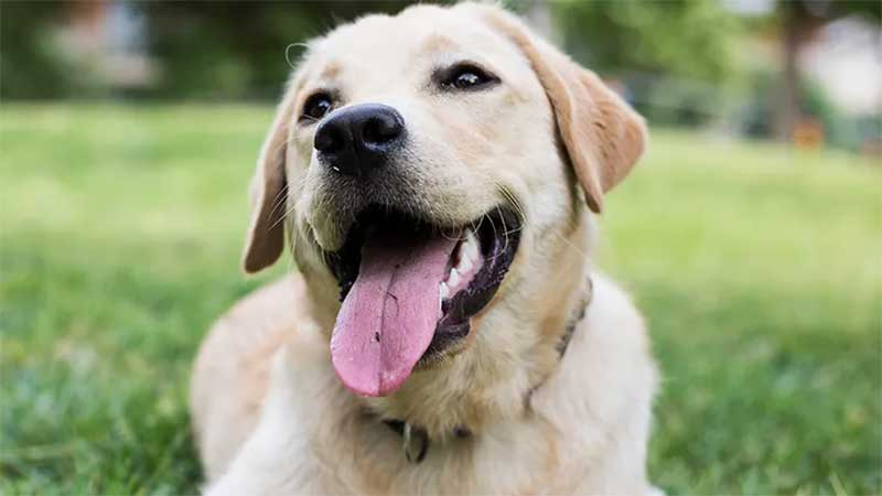 doença afeta principalmente cães e cães idosos com idade inferior a dois anos. (iStock)