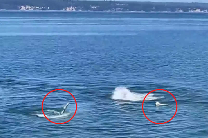 Vídeo de cão brincando com baleias surpreende internautas