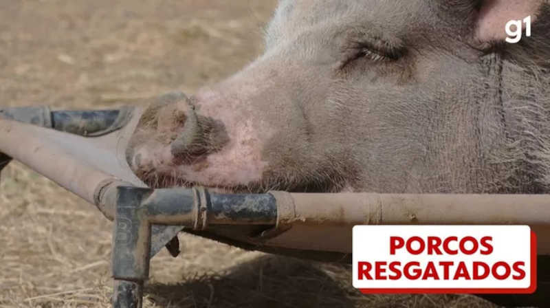 ‘Não são cães ou gatos’: abrigo de porcos lota após abandono de animais comprados como pets