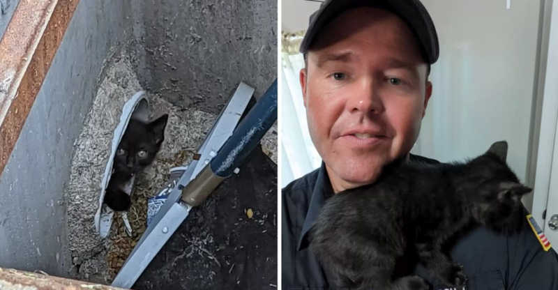 Bombeiro resgata gato que ficou preso em bueiro por 4 dias e acaba adotando ele: ‘Me apaixonei’