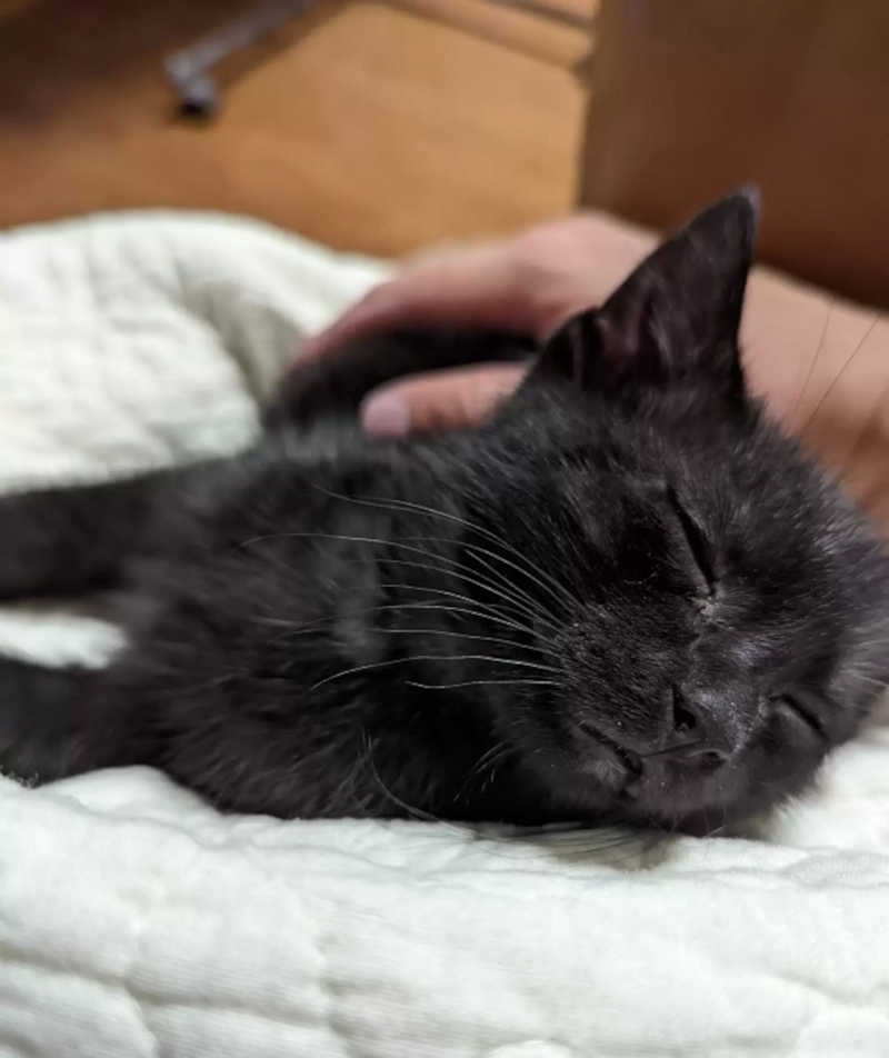 Bombeiro resgata gato que ficou preso em bueiro por 4 dias e acaba adotando ele: ‘Me apaixonei’