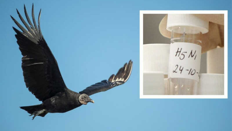 Gripe aviária matou 700 urubus, diz santuário da Geórgia, EUA