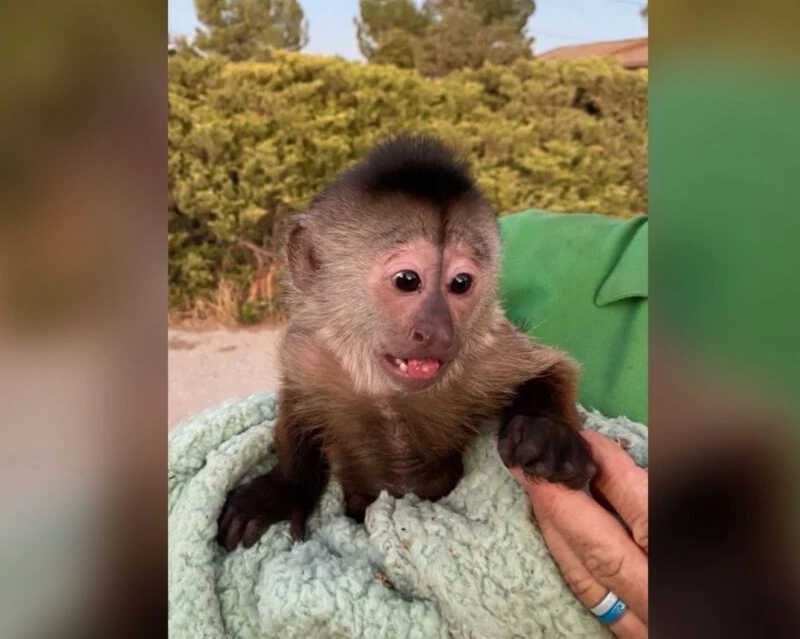Macaco é suspeito de ligar para a polícia de zoológico dos EUA