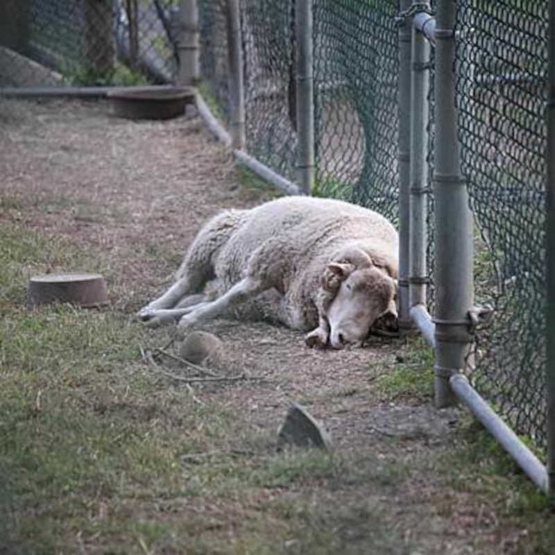 Carneiro que vivia deprimido em zoológico não para de sorrir após ser resgatado