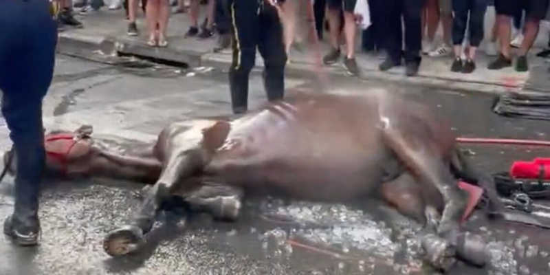 Cavalo caído no centro de Nova York reacende pedidos de proibição de carruagens
