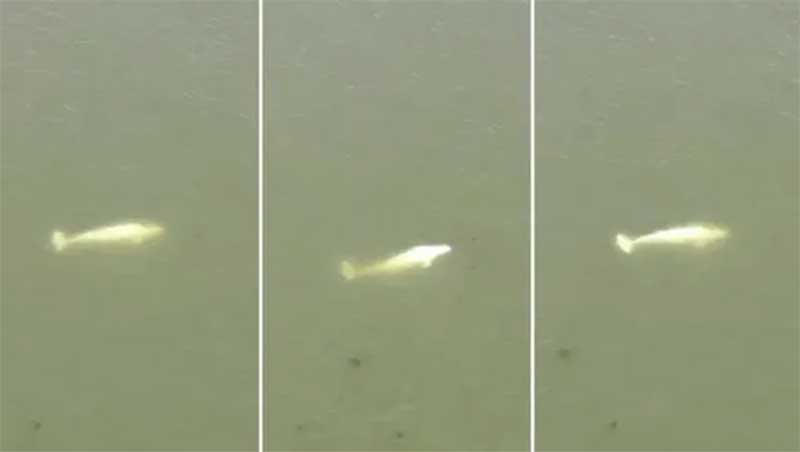 Baleia beluga será transferida do rio Sena para tanque de água salgada