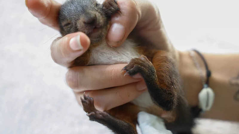 Cuidadora segura esquilo que foi resgatado do calor extremo no sul da França — Foto: REUTERS/Eric Gaillard