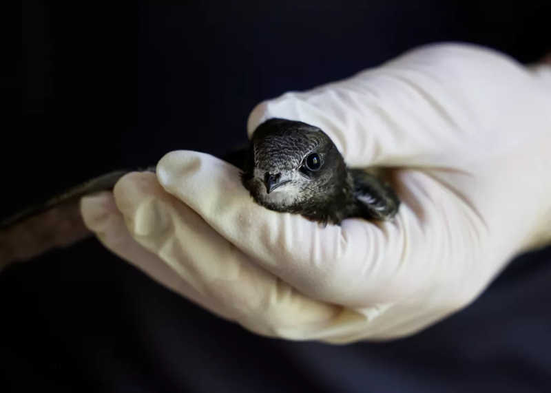 Cuidadora segura pássaro que foi resgatado do calor extremo no sul da França — Foto: REUTERS/Eric Gaillard