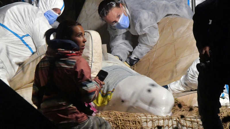 Baleia beluga retirada do rio Sena é eutanasiada durante tentativa de resgate