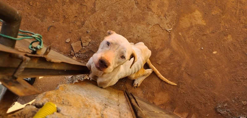 Cadela é resgatada após ficar 10 dias sem comida e água, em Goiânia, GO; VÍDEO