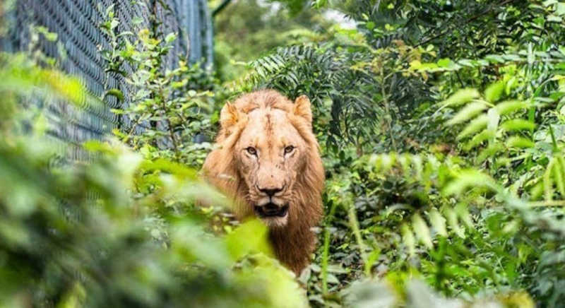 Suspeito de tentar roubar filhote acabou devorado por leões em zoológico. Imagem: REPRODUÇÃO/ACCRAZOO.BUSINESS.SITE