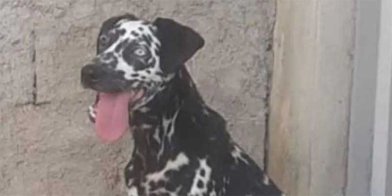 Idoso é suspeito de estuprar e matar cadela no Goiânia, região nordeste de BH