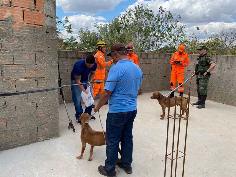 Cães com sinais de maus-tratos são recolhidos de casa em Divinópolis, MG; um dos animais estava morto
